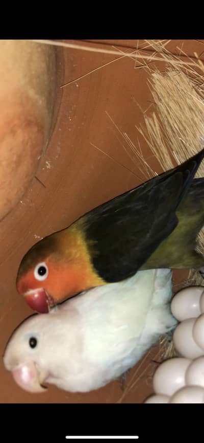 Love birds breeder pair
