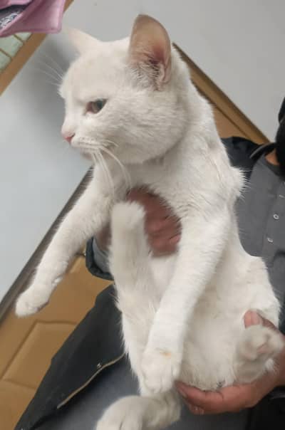 persian cat for sale