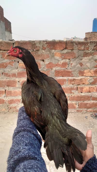 Pure Aseel Mushki madi