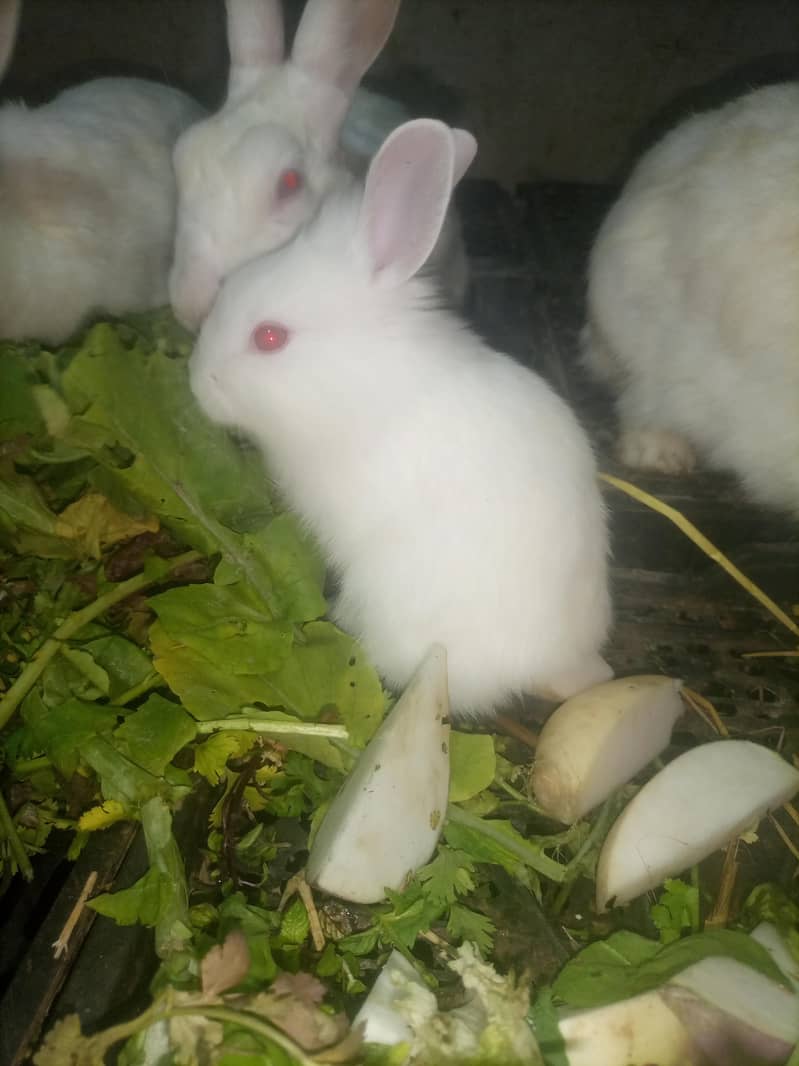red eyes rabbit baby 6 piece hai one piece 850 ka hai - Rabbits ...