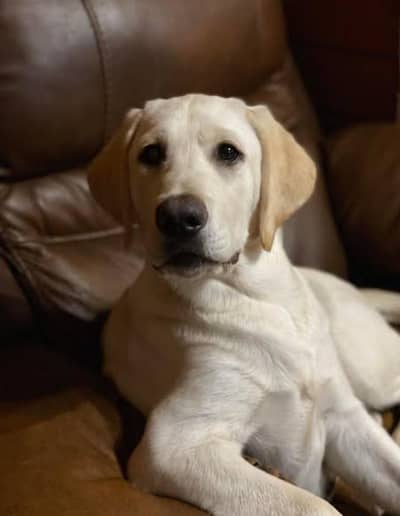 Labrador female puppy available 5 month age for sale