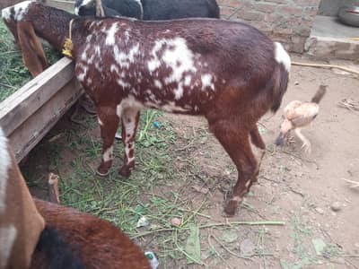 theri part part 3 mein 15 din ki gaban confirm