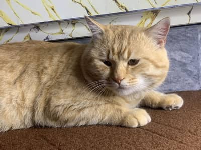 Urgent sale  03437961629. What’s number