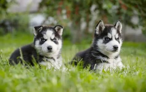 Siberian husky puppies 03425137217