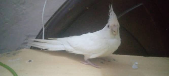 eno cocktail Female for sale