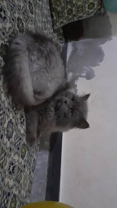 persion male for sale