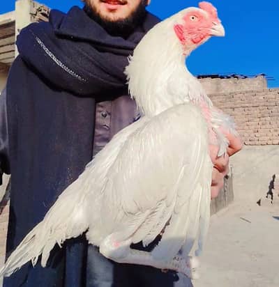 white aseel fir sale