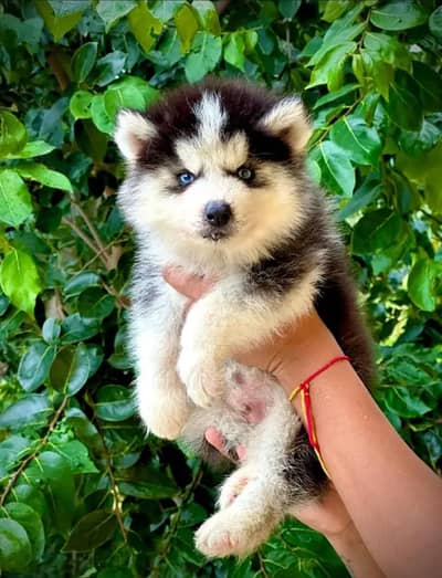 Siberian husky puppies 03425137217