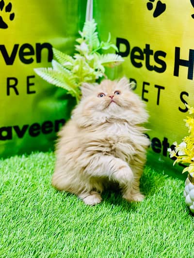 “50 Days Persian Kittens – Male & Female – Lahore”