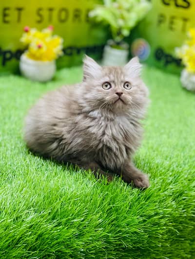 Persian Kittens|Punch Face Kittens|Cute|Triple Coated Kittens|Lahore|