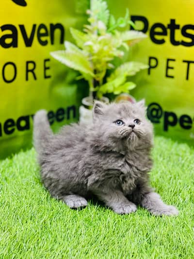 Persian Kittens|Punch Face Kittens|Cute|Triple Coated Kittens|Lahore|
