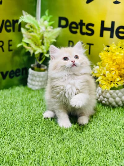 Persian Kittens|Punch Face Kittens|Cute|Triple Coated Kittens|Lahore|