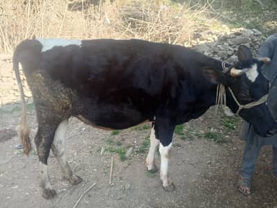 frezeant cow gr ki  ist pregnancy