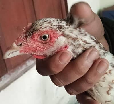 ASEEL Hen For Sale Home Breeder