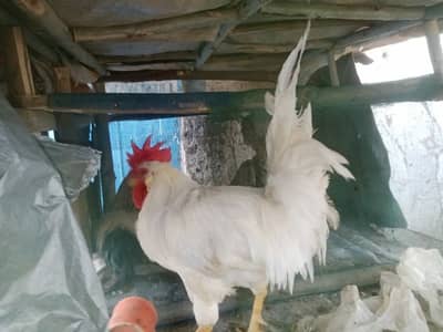 farrmi roster age 1 year