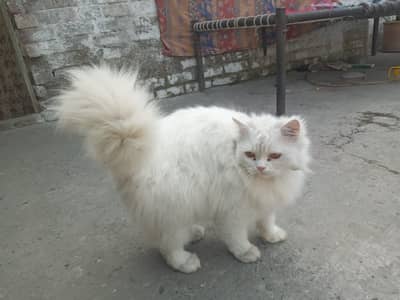 pure white golden eyes persian cat
