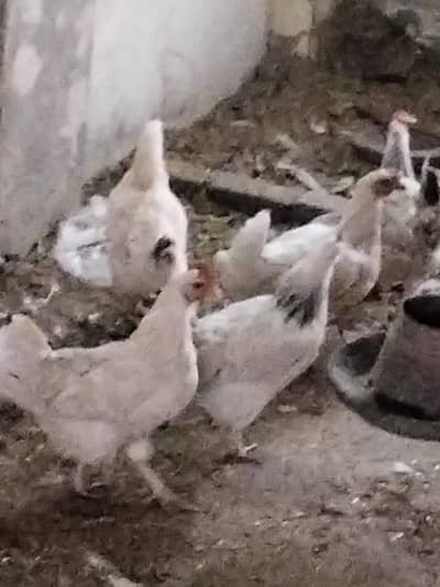 Desi hens