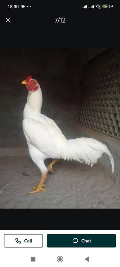 Heera 03124143155 WhatsApp number