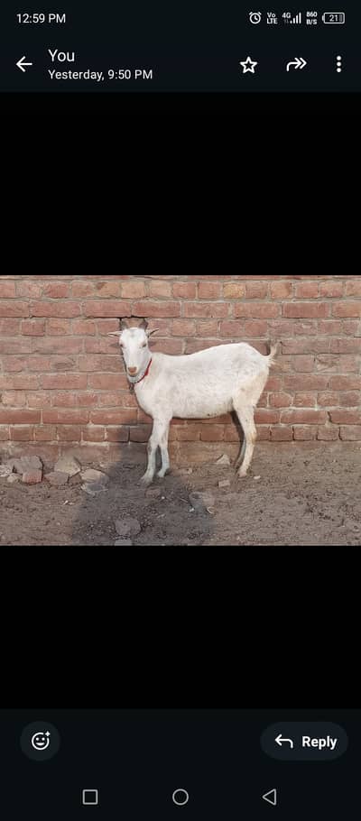 Bakra/bakri/teeda/teedi/burburry