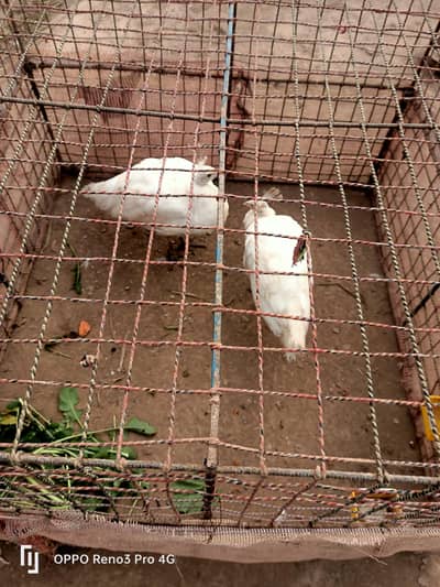 white peacock pair  Whatsapp 03213551584
