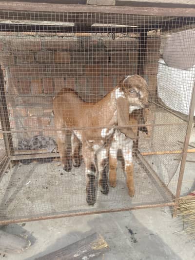 goat for sale with 2 male