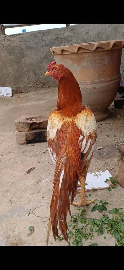 pila morga full zabardast  fff