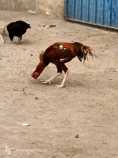 pure kamalia breed pella