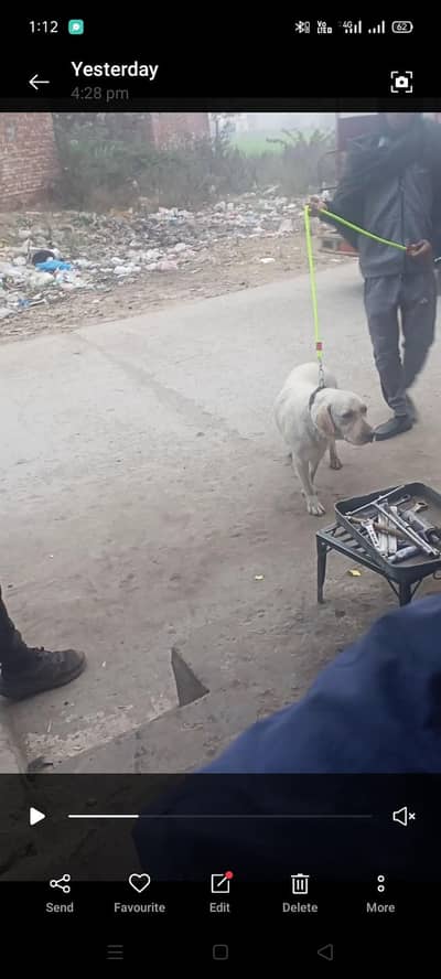 kamll ki cheez ha bachy b deny wali ha lagi hoi ha