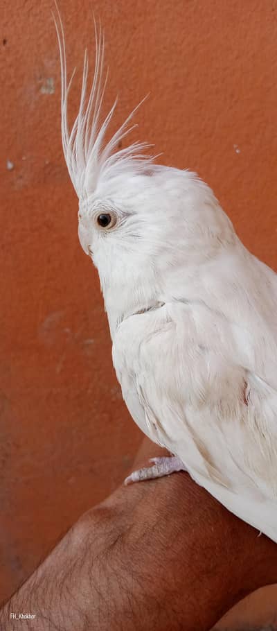 Cocktail Eno Red Eyes Male