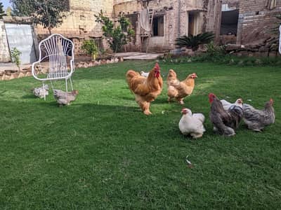 only chicks for golden buff & bantam breeds