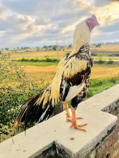 Homebreed birds expensive Hain timepass walai msg na kerrain