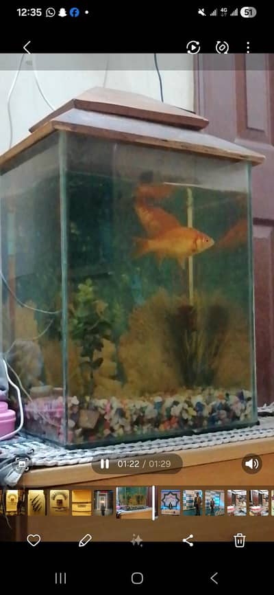 fish aquarium