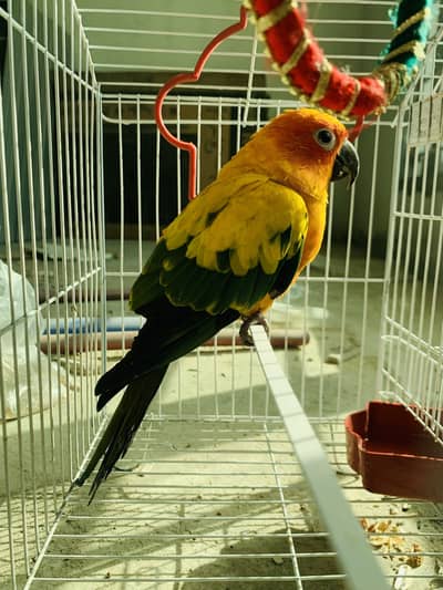 Sun conure bird