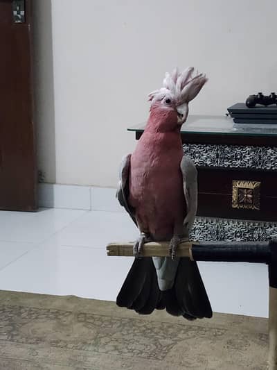Galah Cockatoo