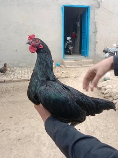 Aseel and dasi cross patha for sale