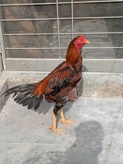 Aseel WhatsApp number 03334476242