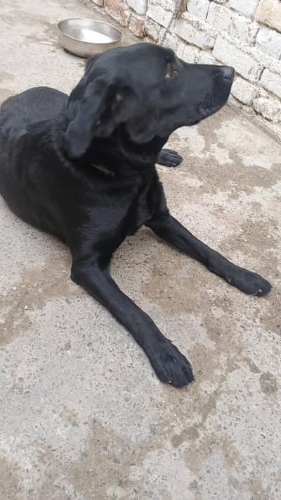 female lab available