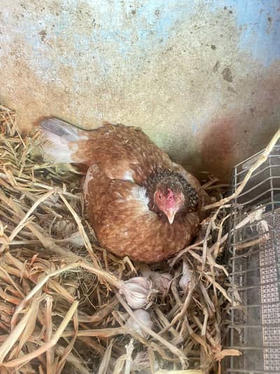 Aseel kruk and female for sale