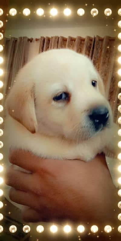 labrador pupy female 03014615555