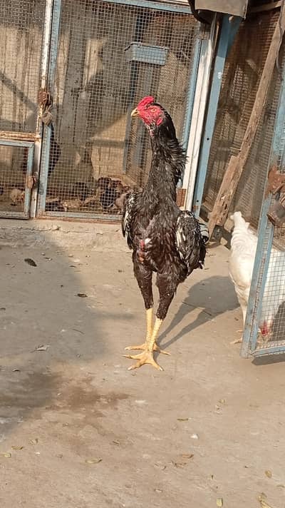 Blue Shamo Patha 0322 8 0  7 2 98 7