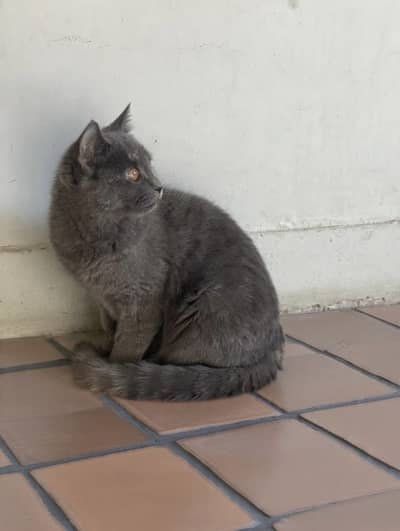 British Short Hair Female Cat