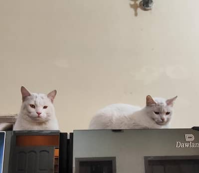 Male/Female Cats