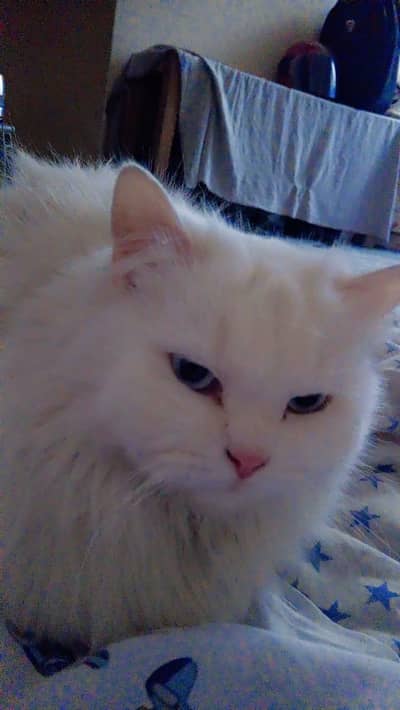 white Persian cat
