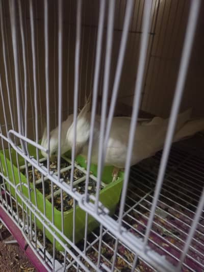 Cocktail Breeder Pair