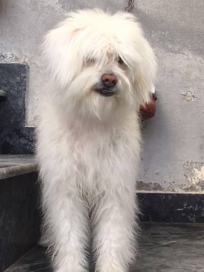 Cotton de tulear/ Poodle female puppy available for sale