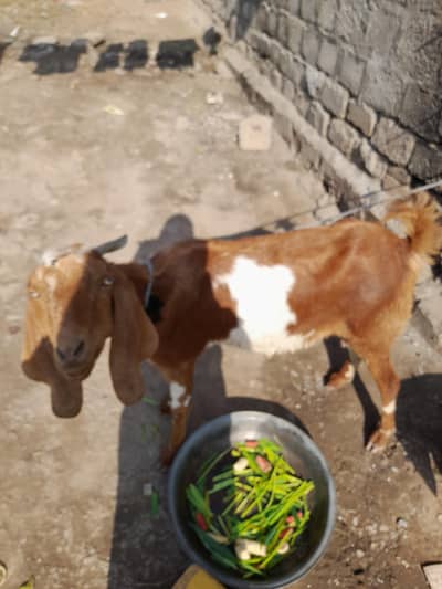 Gabon bakri bilkul Taylr 20 din ligi taqriban