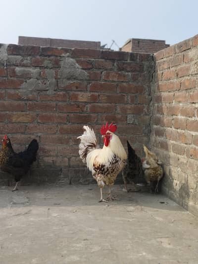 1 Murga or 3 Murgian