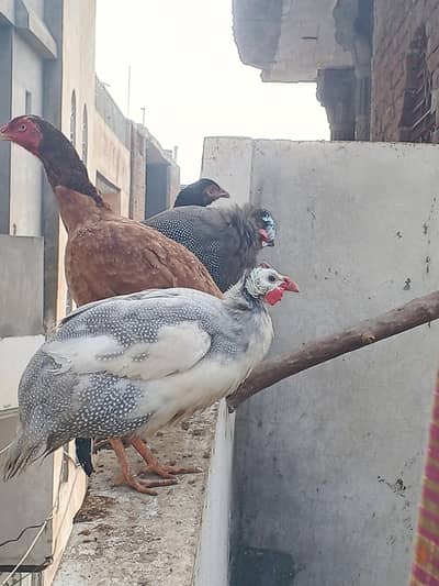 CHAKOOR PAIR READY FOR BREAD