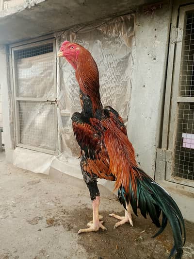 Japanese o shamo / chicks / shamo / Aseel / murga / fancy / hens