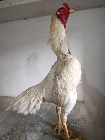 shamo | white shamo | german shamo | king size shamo | 0326 6147527